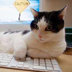 Cat and computer keyboard