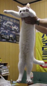 Long cat is long